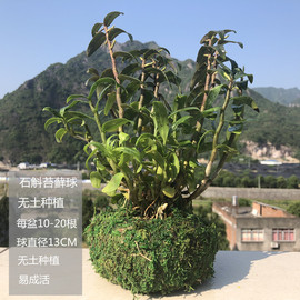 雁荡山铁皮石斛苔藓球，无土种植石斛苗，铁皮枫斗石斛盆栽