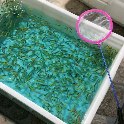 糖果斑马20条送15