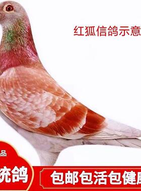 【红狐信鸽】血统赛鸽成绩鸽子代公棚天落鸟后代活体鸽子公母一对