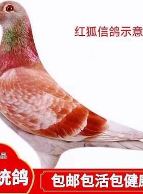 【红狐信鸽】血统赛鸽成绩鸽子代公棚天落鸟后代活体鸽子公母一对