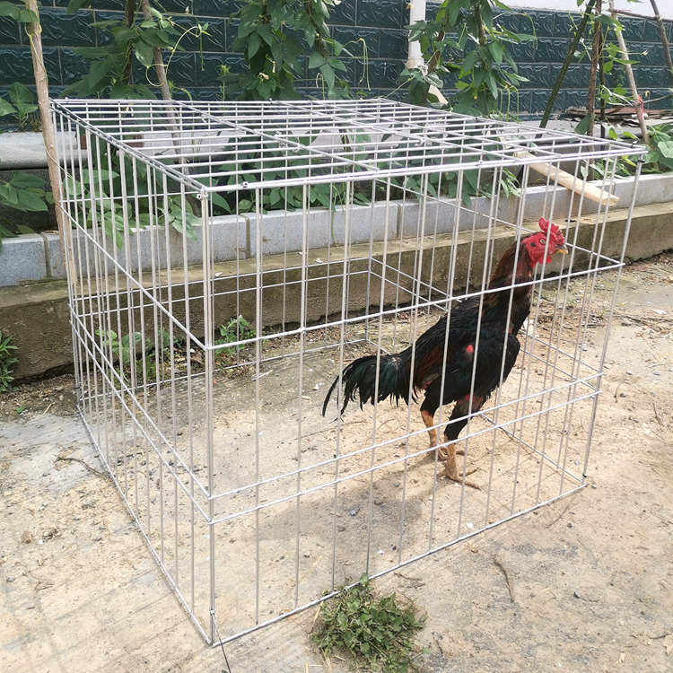 斗鸡罩笼斗鸡专用笼子方笼跑笼火鸡笼鹅笼斗鸡训练笼鸡笼折叠组装