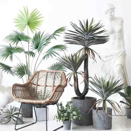 室绿龙舌兰盆栽带植物mhg-0001内植水池景观造景龙血树落地热摆件