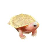 戟晔戟晔变异白化巴西龟观赏焦糖甲网红深水混养小