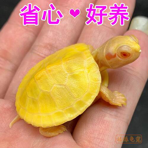 变异白化巴西龟苗宠物观赏焦糖黄色网红魔眼深水混好养小乌龟活物