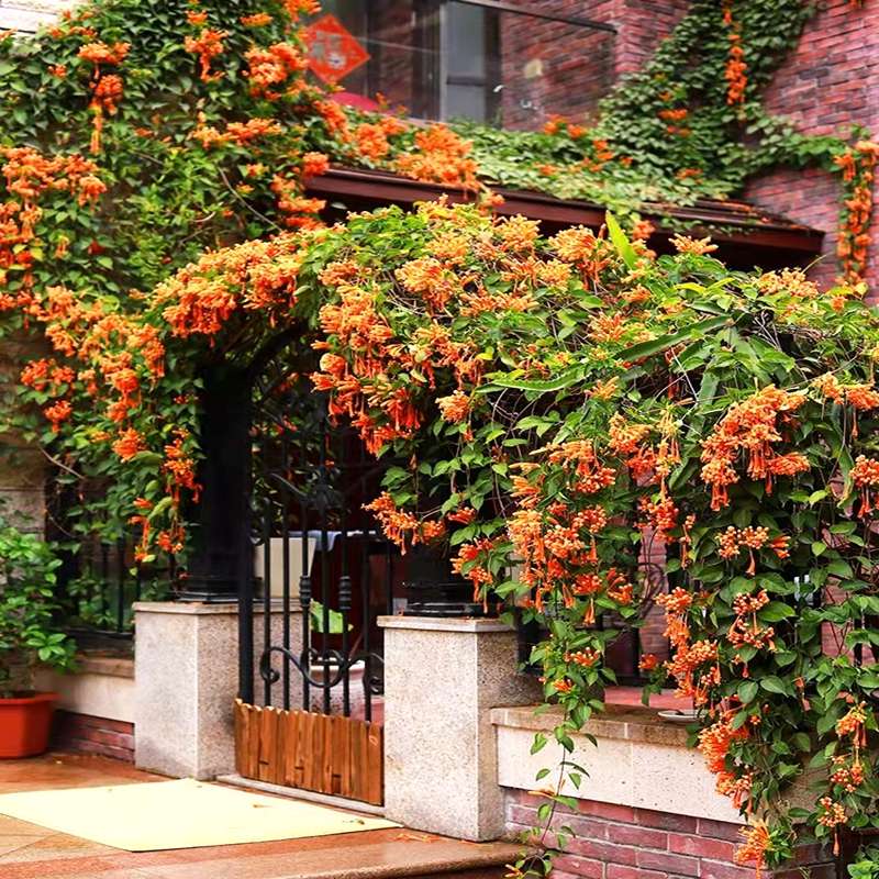炮仗花鞭炮花美丽易活易养藤本攀援绿植围墙花庭院窗台苗圃直销