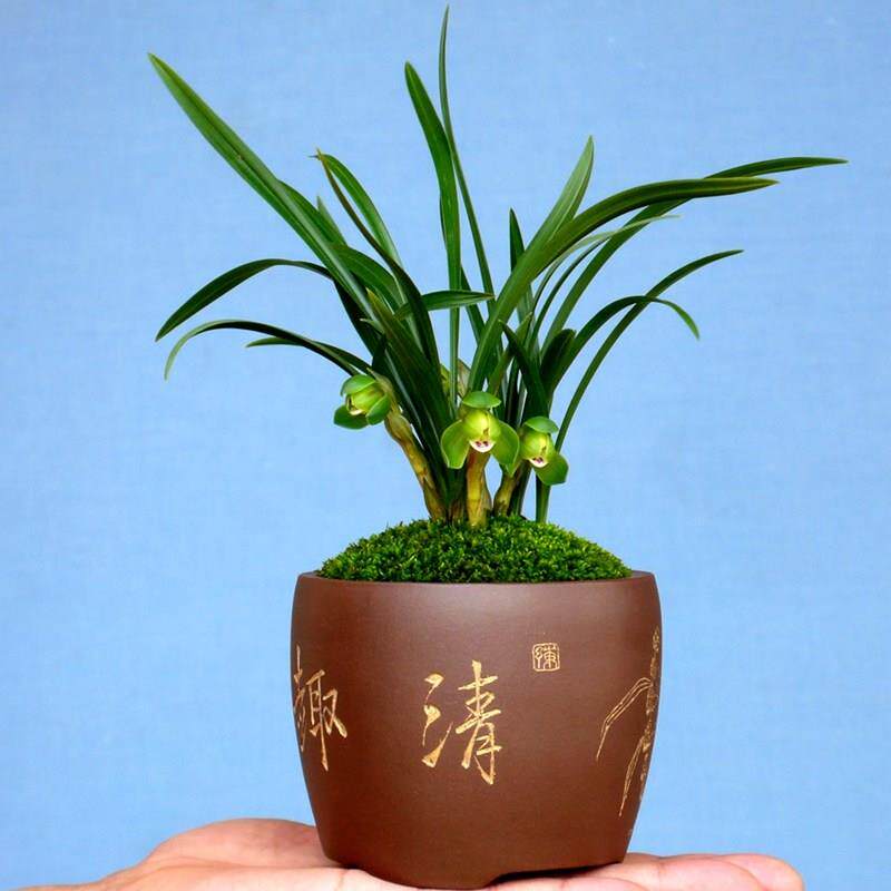 矮种兰花小巧玲珑春兰荷瓣翠盖荷老种兰花卉迷你盆栽书桌阳台名贵