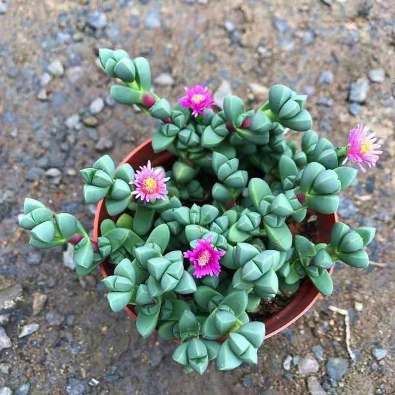 鹿角海棠多肉植物造型绿植观叶盆景开花多肉老桩室内办公桌面盆栽