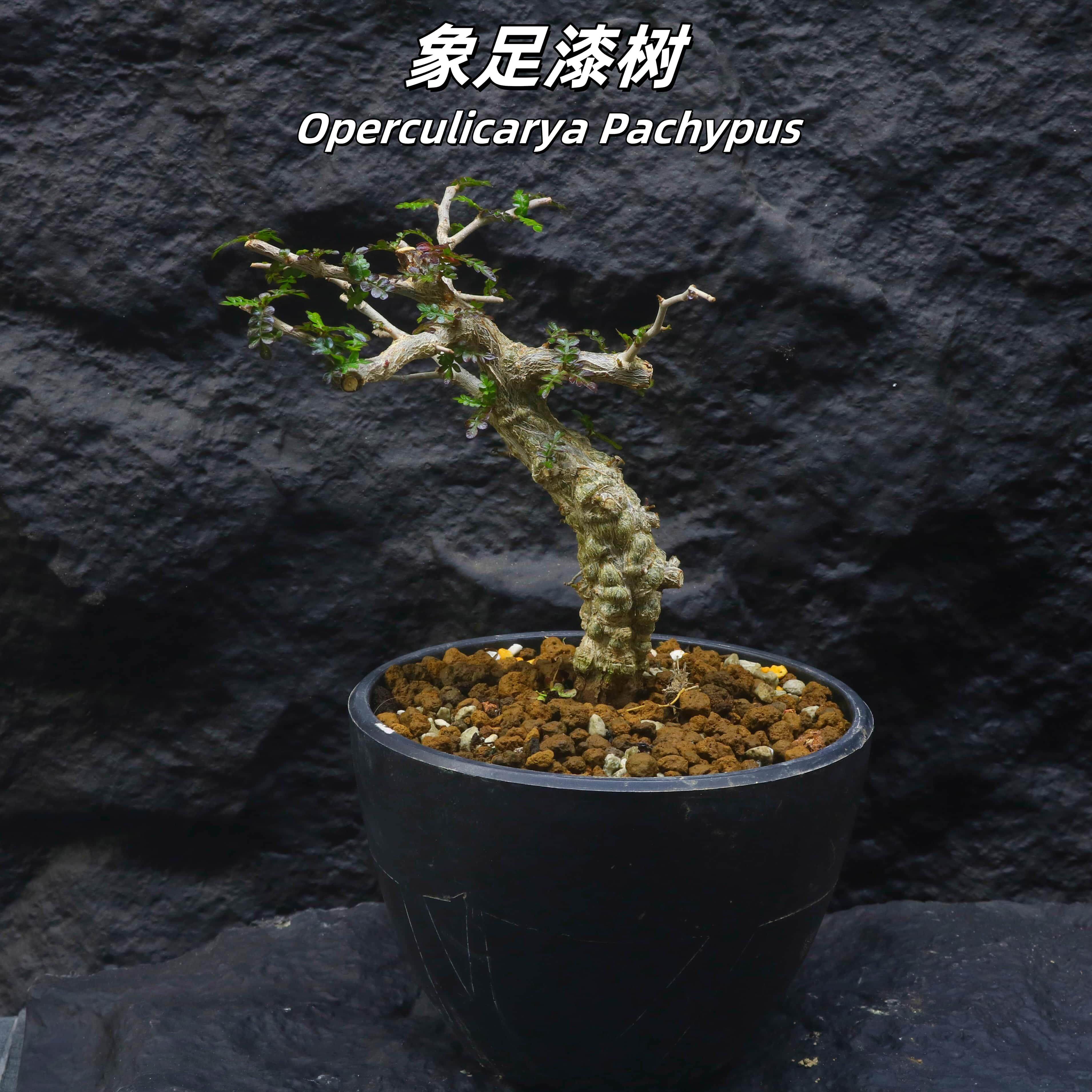 象足漆树Operculicarya Pachypus 一物一怕 潮流块根多肉植物盆栽