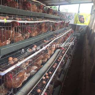 供应镀锌养鸡滚蛋笼金属铁丝网饲养蛋鸡笼具大量出口质量