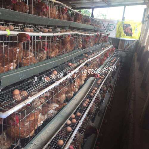 厂家供应镀锌养鸡滚蛋笼金属铁丝网饲养蛋鸡笼具大量出口质量
