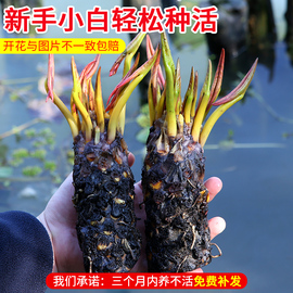 睡莲水培植物四季水养荷花水莲花，盆栽花卉水，池塘大睡莲根块带花苞