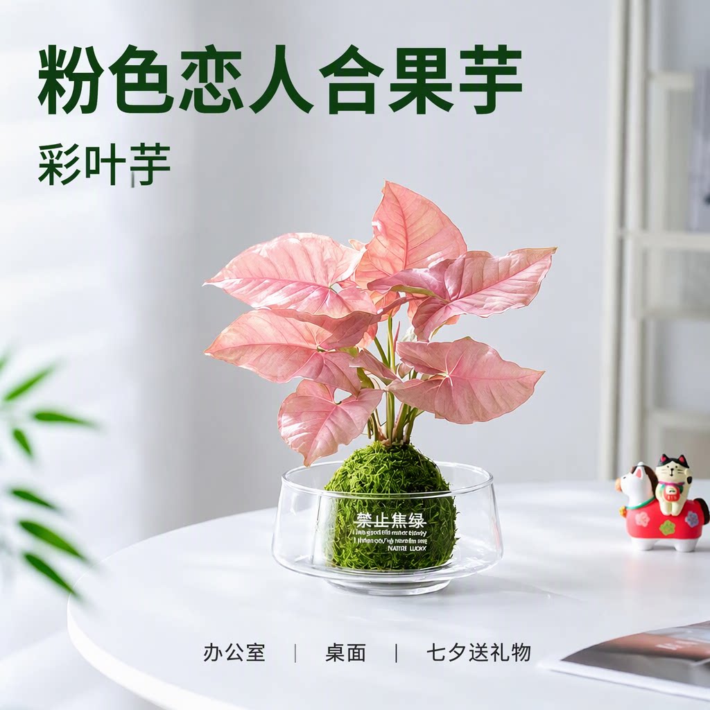 粉色恋人合果芋彩叶芋七夕送礼物
