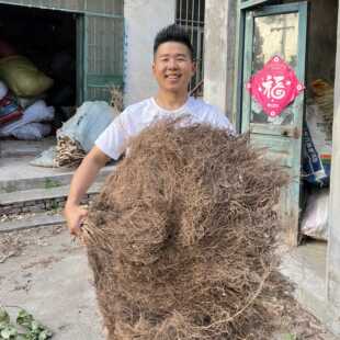 【柳树根须】晒干柳树根柳树根须杨柳须水柳须红龙须龙须新货干品