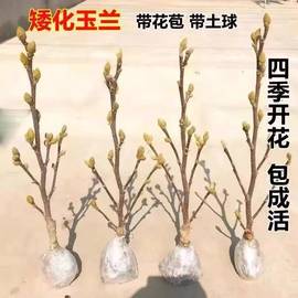 玉兰花树苗大型庭院红玉兰白玉兰树苗盆栽绿化树苗风景树苗景观树