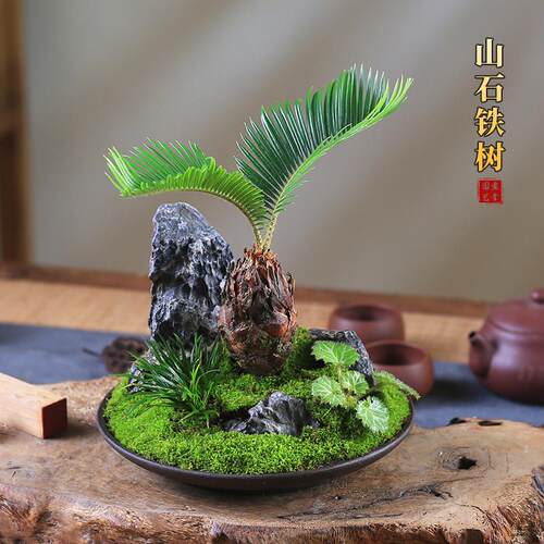 铁树创意造型盆景桌面微型山水盆栽室内观叶绿植苏铁办公室客厅