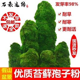 吸水上水石苔藓种子孢子粉盆景青苔植物花草装饰景观点缀