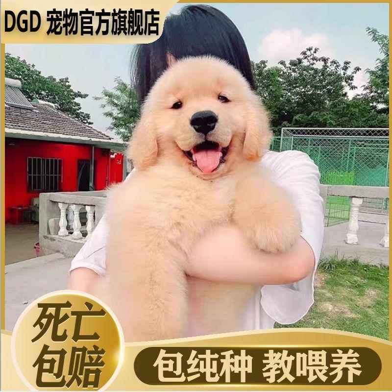 金毛幼犬纯种双血统沙滩金