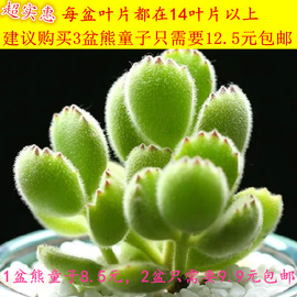 多肉植物组合盆栽熊童子(熊，童子)白熊白锦桃蛋绿植，花卉室内防辐射多肉公室