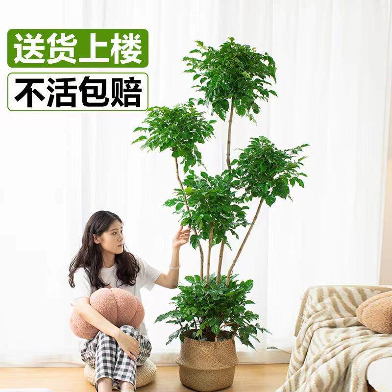 幸福树盆栽绿植大型室内办公室客厅多层高杆绿宝北欧网红花卉好养