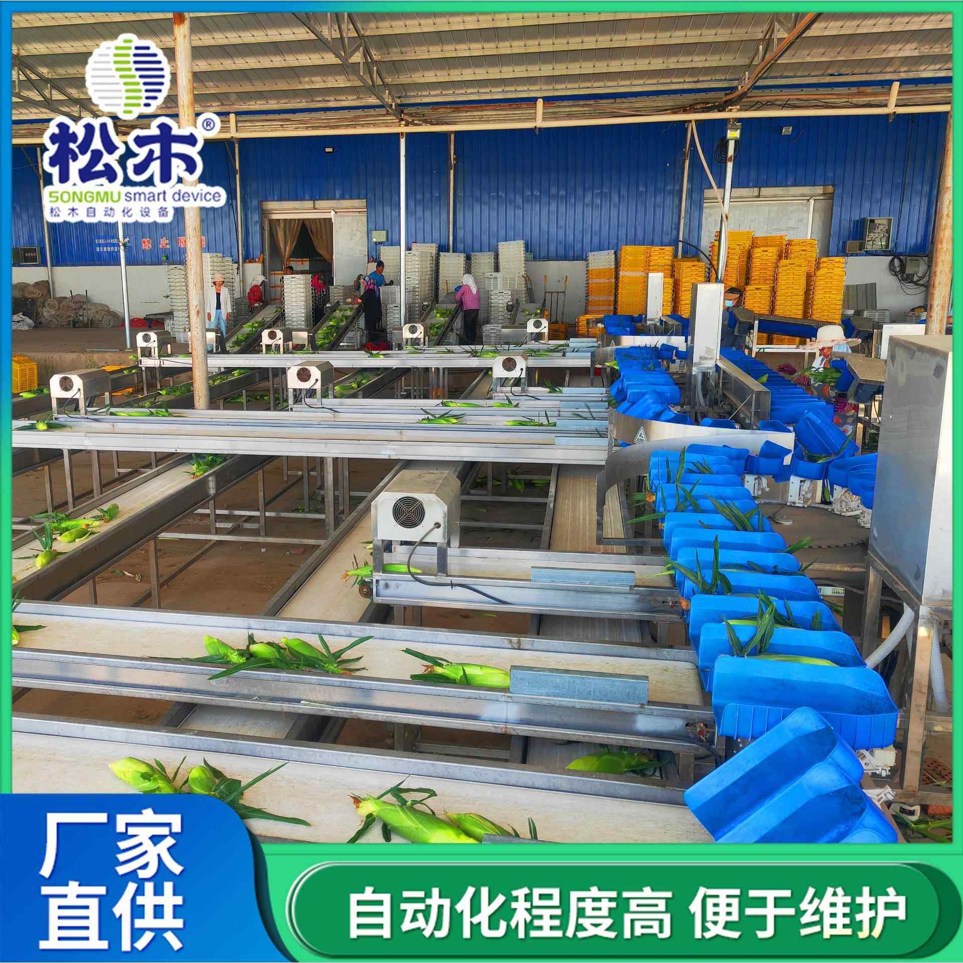 玉米分拣机玉米称重检测机 袋装配件重量分选秤海蛎子重量拣选机
