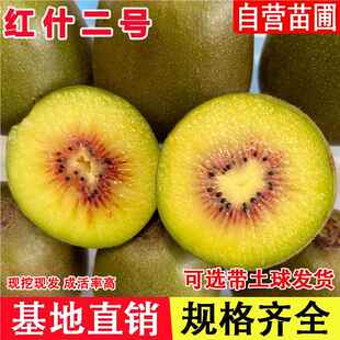 嫁接红什2号猕猴桃苗黄肉红心多汁高甜奇异果苗北南方种当年结果