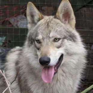 精品捷克狼犬宠物狼崽子狼狗幼犬小狗活物大型犬幼崽大型威猛包邮