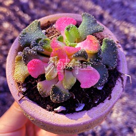 多肉植物仙女天女，云南基地直发稀有花卉盆栽吸甲醛防辐射