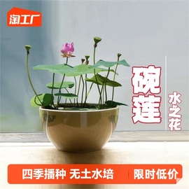 碗莲种子四季无土水培植物睡莲，荷花室内盆栽，绿植花卉客厅阳台种植