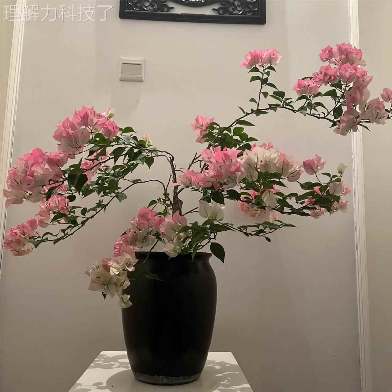 漳红勤花三角梅樱百变花蝴蝶四季开院庭fhhhhhhh爬栽植物耐热耐高