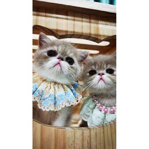 高档木猫实豪墅catta智能自动猫砂盆小佩专用华猫笼子家用定制猫