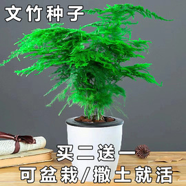 客厅室内四季高端盆栽绿植物，文竹种子花，种子懒人土培水培养文竹籽