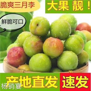 李子新鲜现货三月李酸脆青李当季水果顺丰整箱5斤极速发