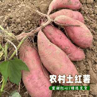 江西本地土番薯老品种地瓜农家自种红皮黄心红薯新鲜现挖红薯蜜薯