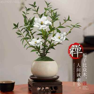 小叶栽栀子花盆中式公盆景植物室内好养办室桌面盆栽栀子花花苞带