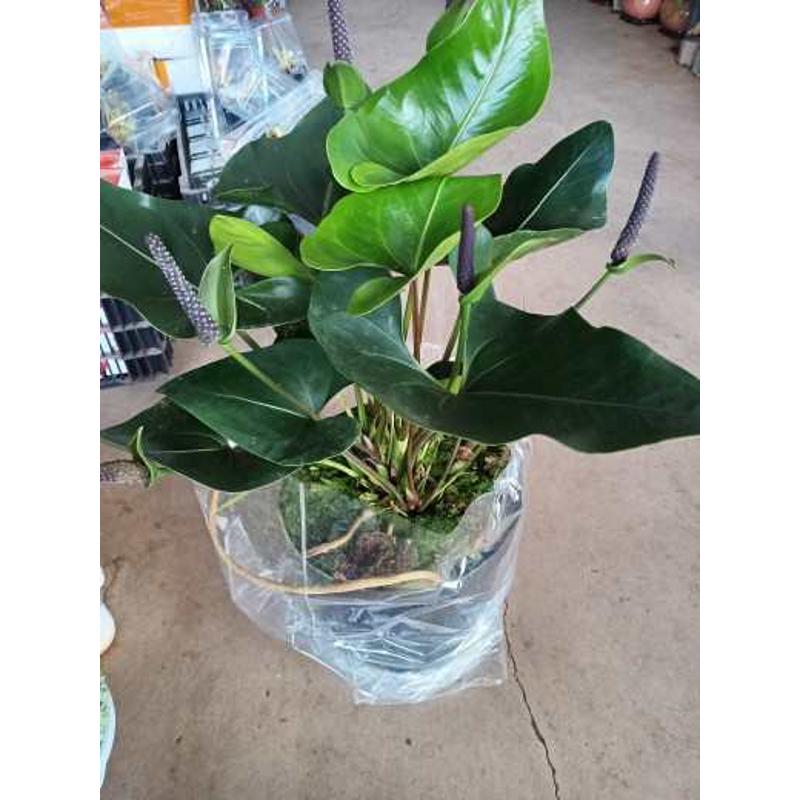 国王花烛室内盆栽绿植特色盆栽净化空气四季常青室内客厅好养活