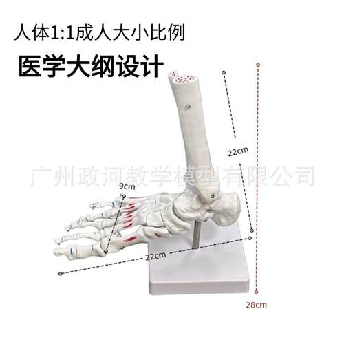 家脚关节手关节带肌肉着厂色模型人91脚体关节踝仿关节足骨手真模