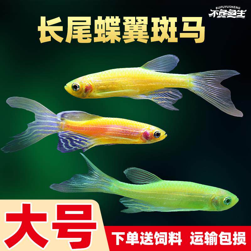 蝶翼斑马鱼长尾荧光糖果小型热带淡水观赏鱼活体鱼苗冷水彩色小鱼