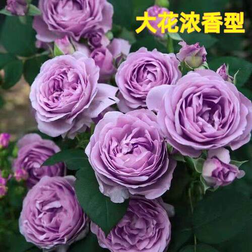 蓝色风暴月季花苗大花浓香开 花紫色花卉灌木植物庭院玫瑰盆栽欧