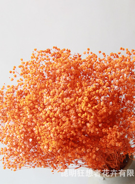 A级永生满天星干花400g伊洛斯自