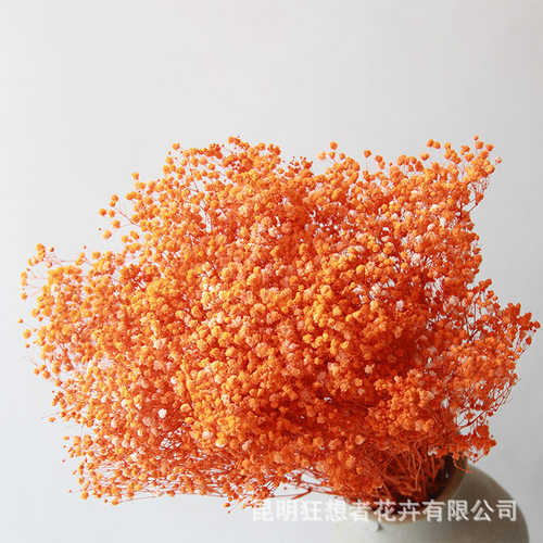 A级永生满天星干花400g伊洛斯自