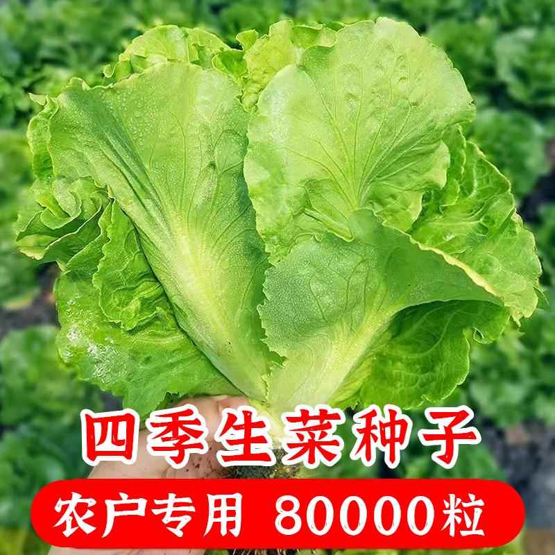 新萌意大利生菜种籽清爽口阳台盆栽四季种子菜园蔬菜脆籽种子