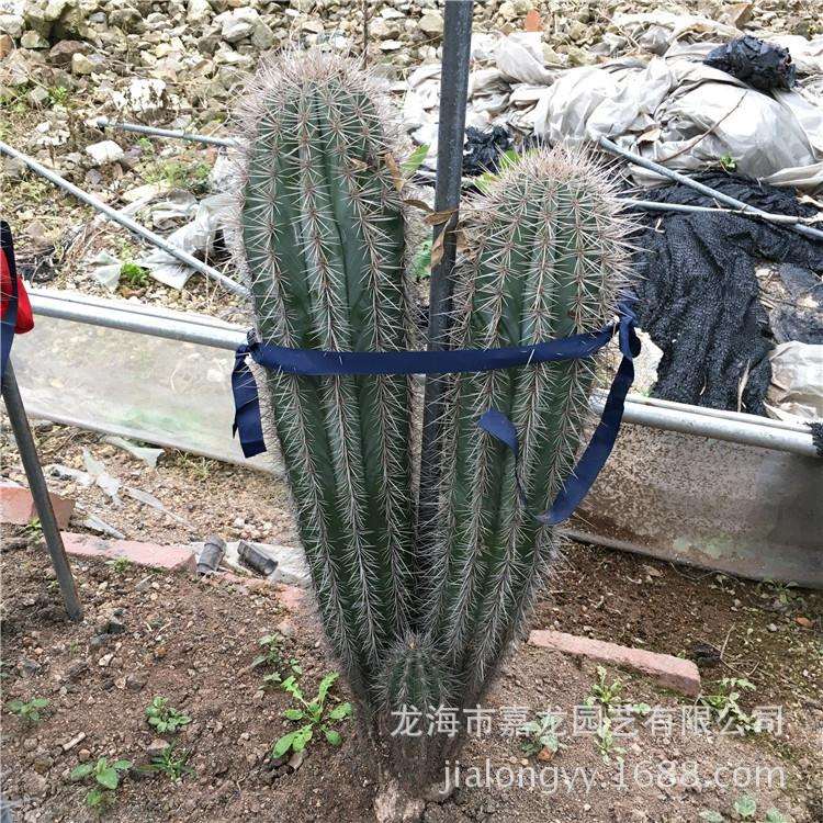 幸福柱分叉多头景观采购大量仙人掌植物沙生植物花卉基地巨人柱