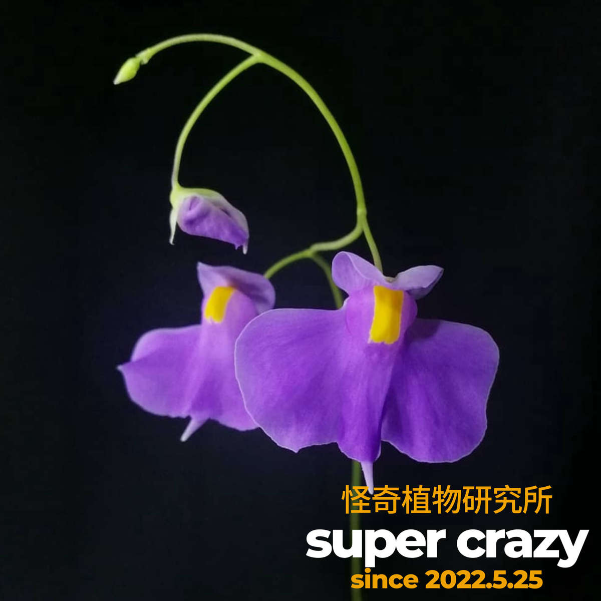 U.longifolia长叶狸藻趣味食虫植物雨林缸微景观生态造景大花喜水