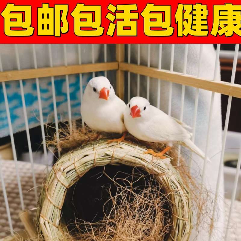 小珍珠鸟宠物鸟灰白珍珠鸟灰珍珠白珍珠活鸟萌宠物鸟一对小鸟包邮