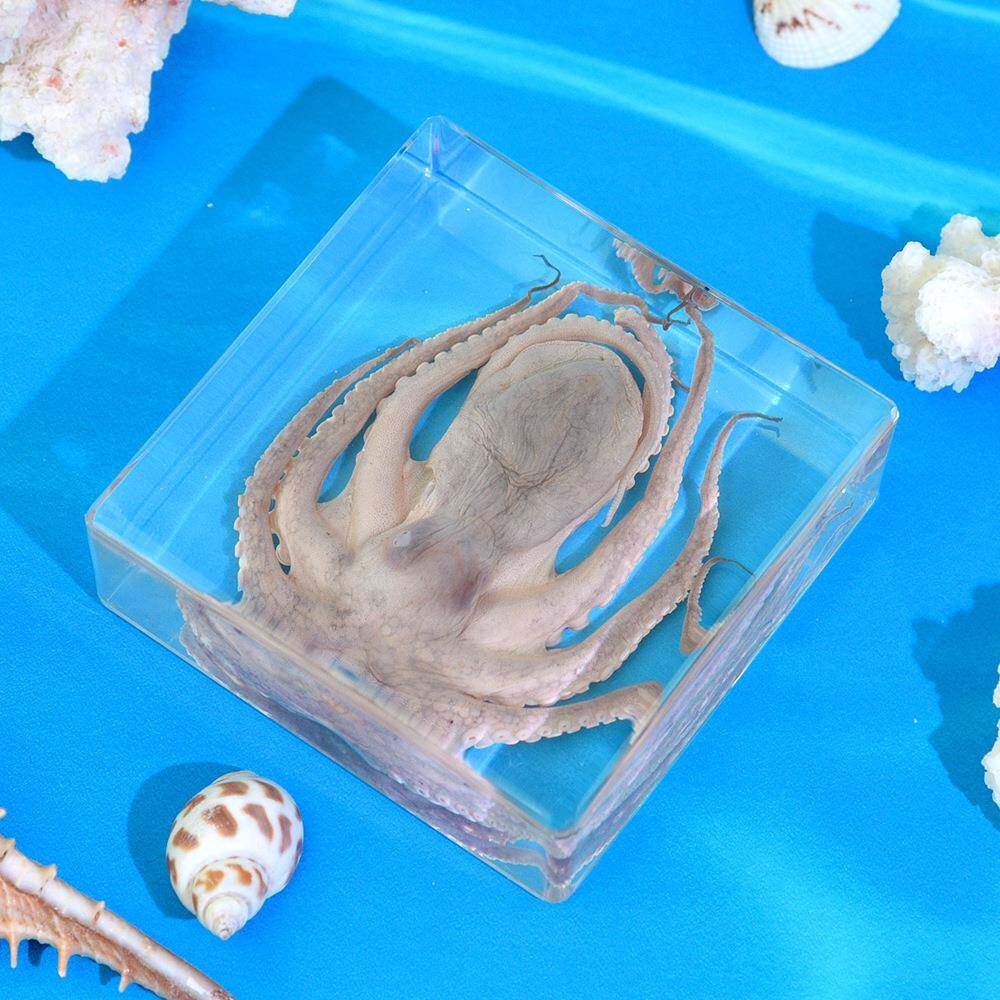 真实章鱼标本水晶滴胶摆特色手工艺摆件学校科教自然章鱼标本