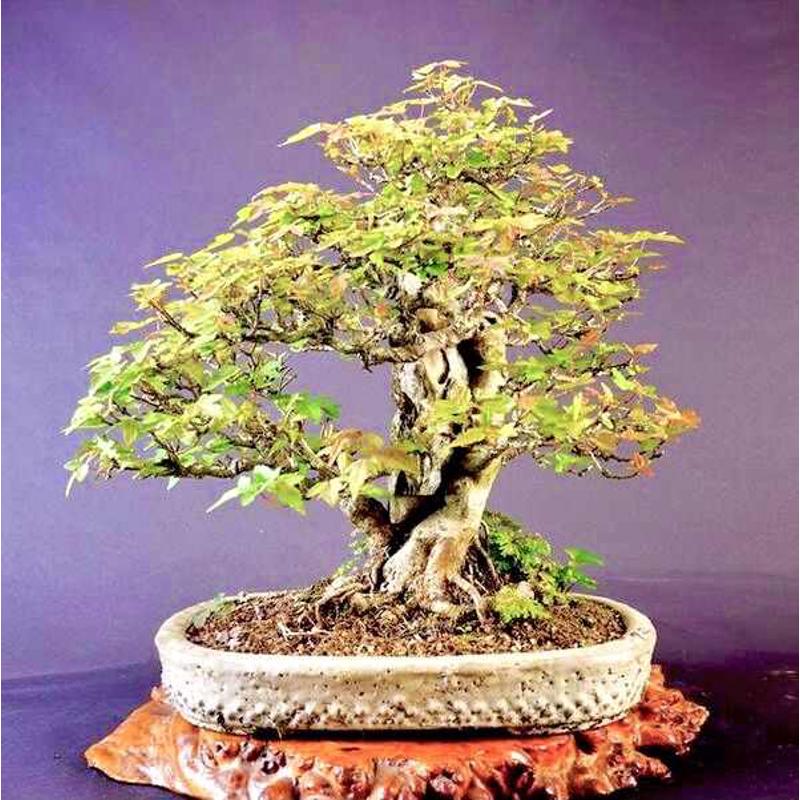 唐枫矮霸小叶三角枫盆景绿植植物花卉盆栽室内