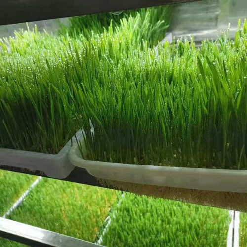 农业水培牧草工厂 水培牧草设备 养殖小麦草饲料牧草生产设备