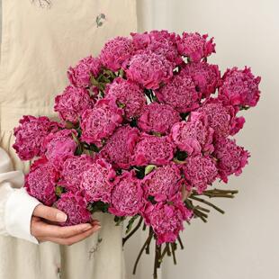 中古粉芍药干 干燥花花束客厅装饰摆件干 干鲜花永生花天然风干