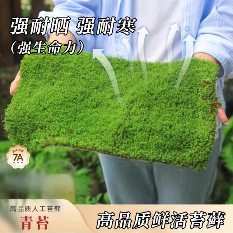 鲜活苔藓微景观植物盆景盆栽铺面四季水陆缸假山草白发藓短绒青苔