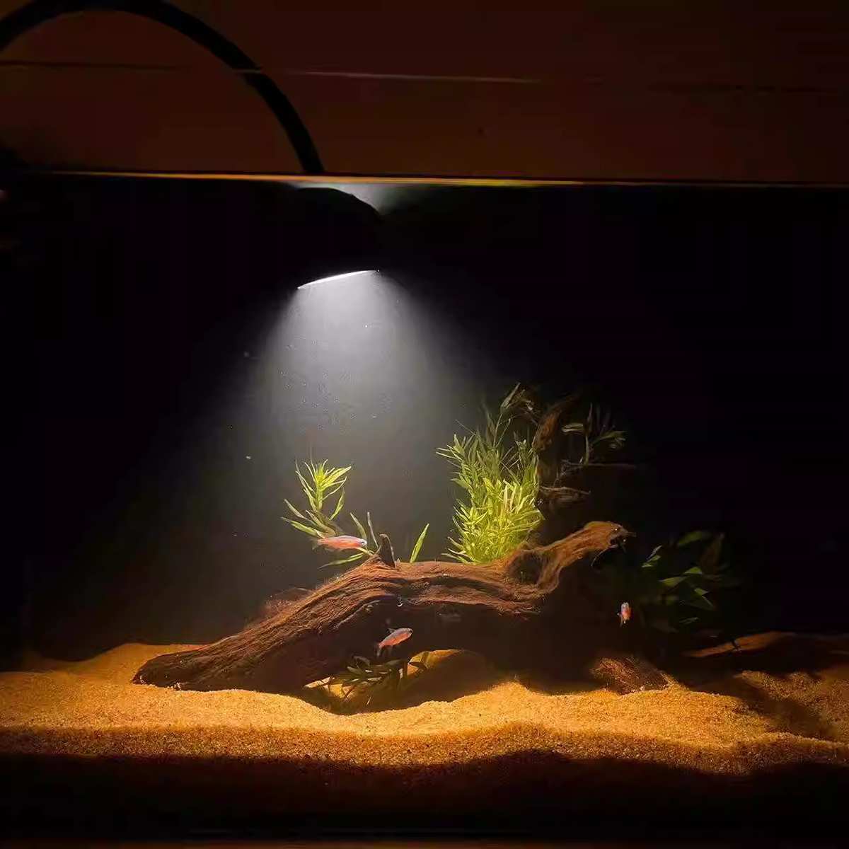 40-60天然紫柚木沉木鱼缸缸专用水族龟爬宠造景南美